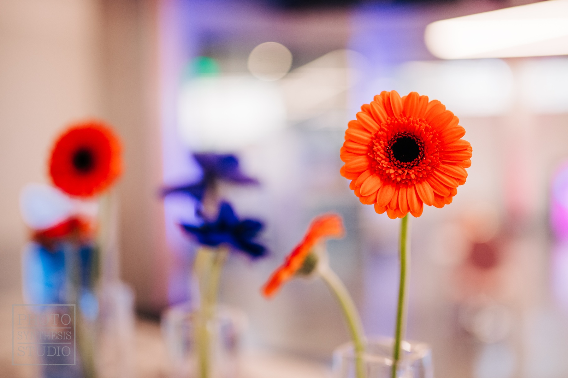 Single orange gerbera in sharp focus with cobalt and red blooms behind