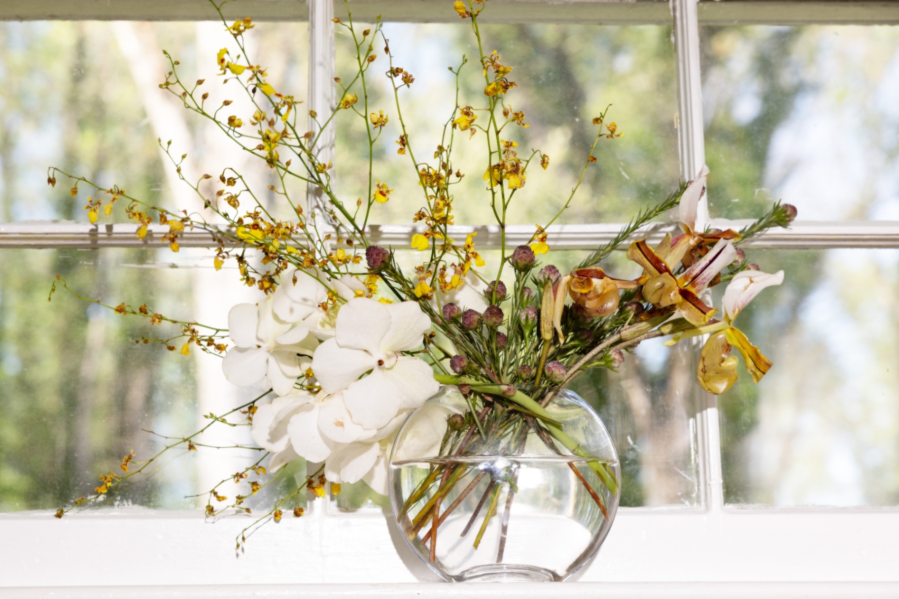 Oncidium orchid and hydrangea in a round glass vase by a window