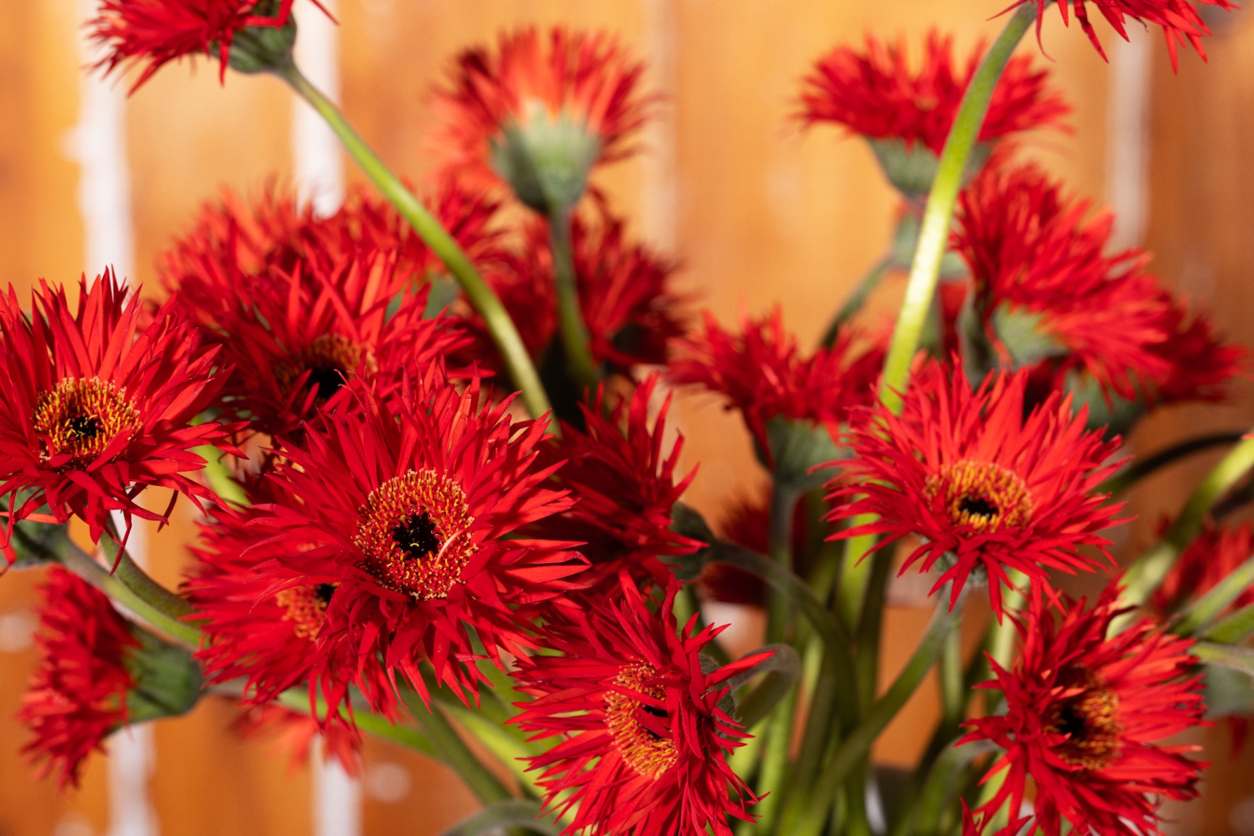Macro of red gerbera daisies